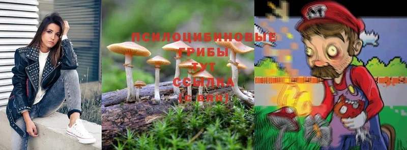 купить наркоту  Серов  Галлюциногенные грибы Magic Shrooms 